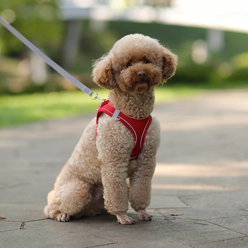 FLORA Small Dog Harness