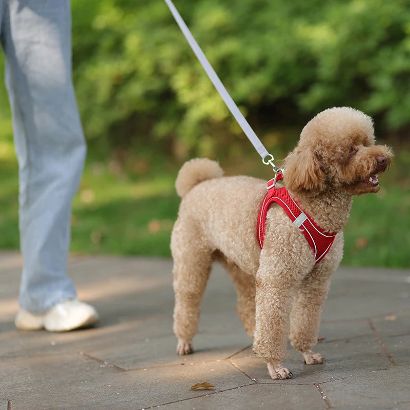 FLORA Small Dog Harness