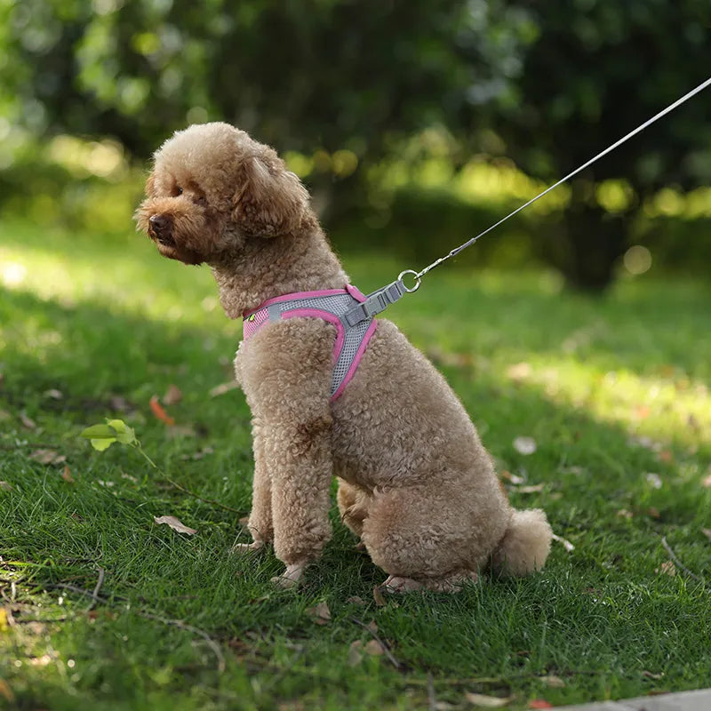 FLORA Small Dog Harness