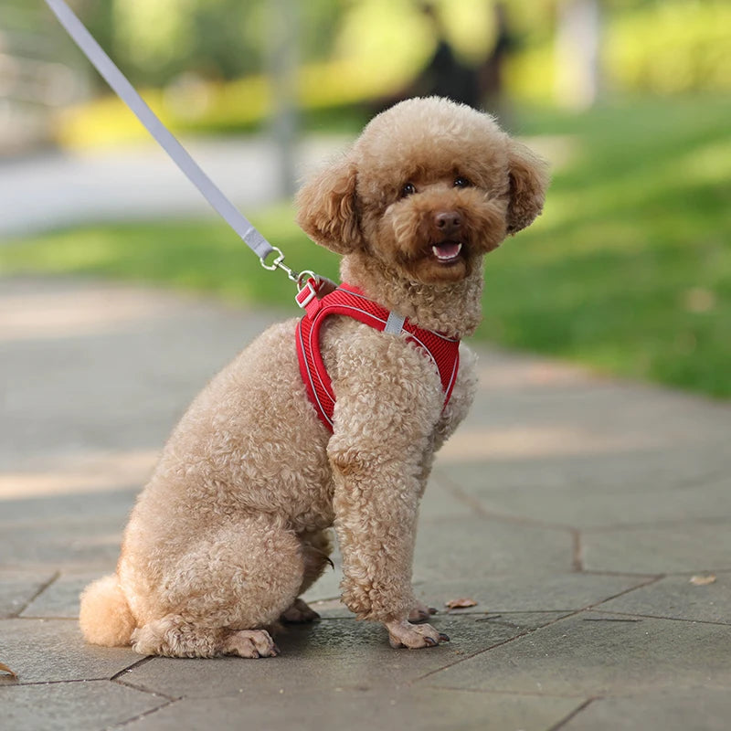 FLORA Small Dog Harness