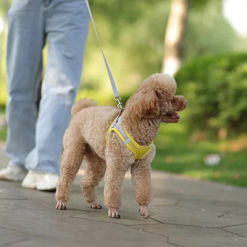 FLORA Small Dog Harness