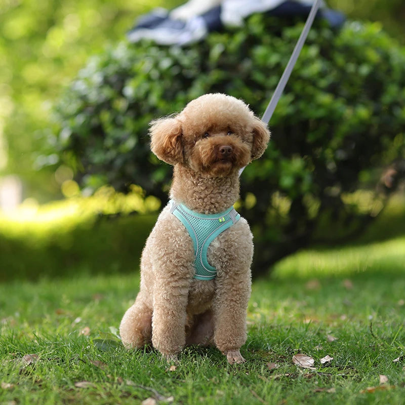 FLORA Small Dog Harness