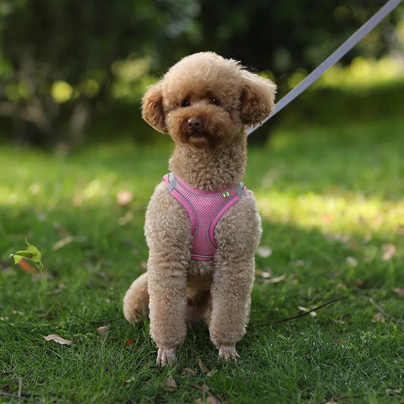 FLORA Small Dog Harness